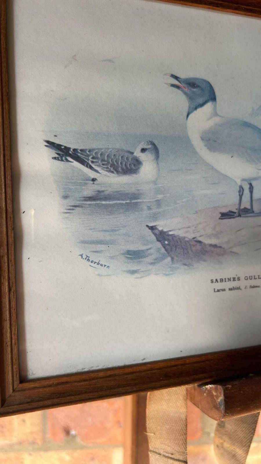 Mid Century Framed Picture Of Sabine's Gull – After An Illustration By Archibald Thorburn photo Art