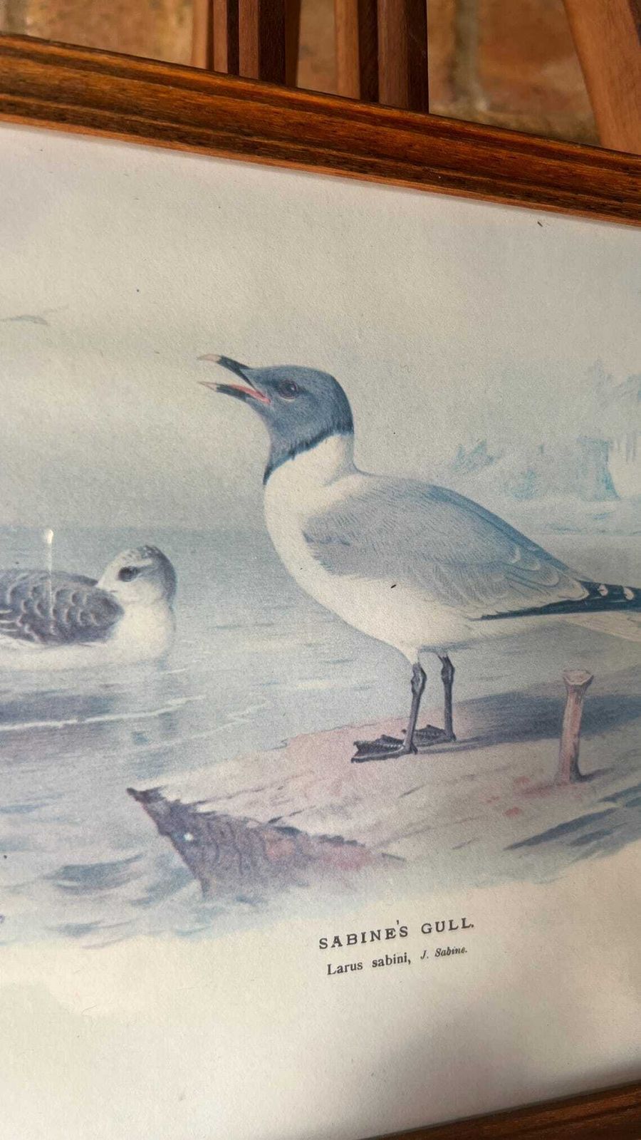 Mid Century Framed Picture Of Sabine's Gull – After An Illustration By Archibald Thorburn photo 61.0