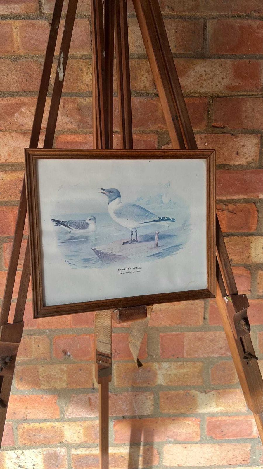photo furniture Mid Century Framed Picture Of Sabine's Gull – After An Illustration By Archibald Thorburn