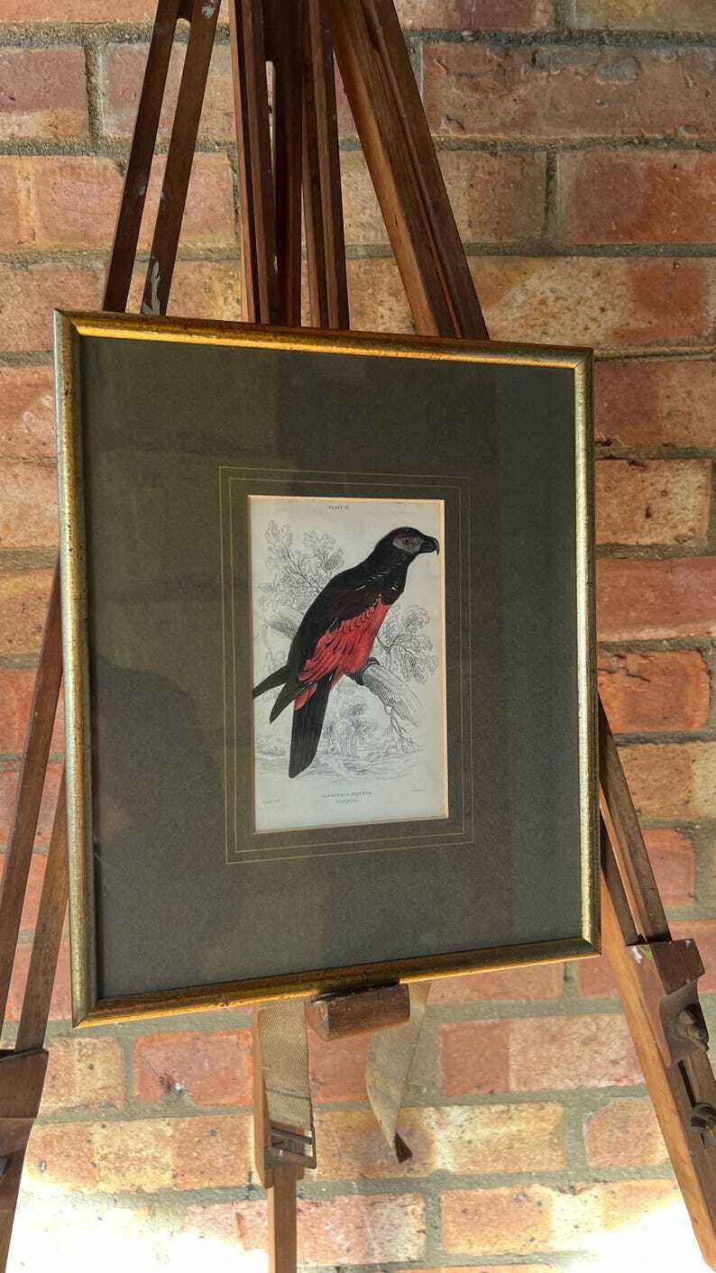 1853 Hand Coloured Antique Engraving After Edward Lear Illustration Of A Parrot