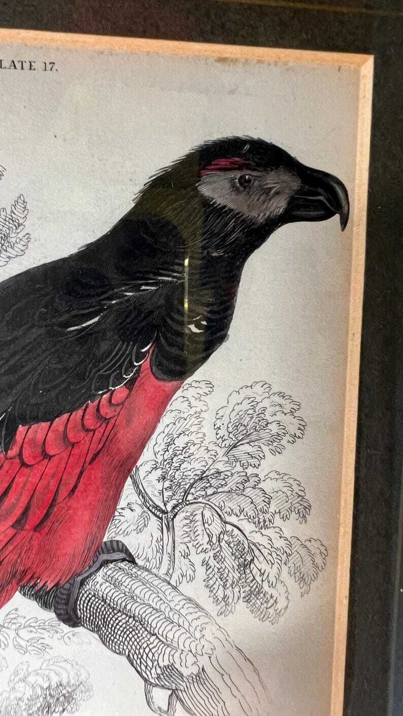 1853 Hand Coloured Antique Engraving After Edward Lear Illustration Of A Parrot photo Art