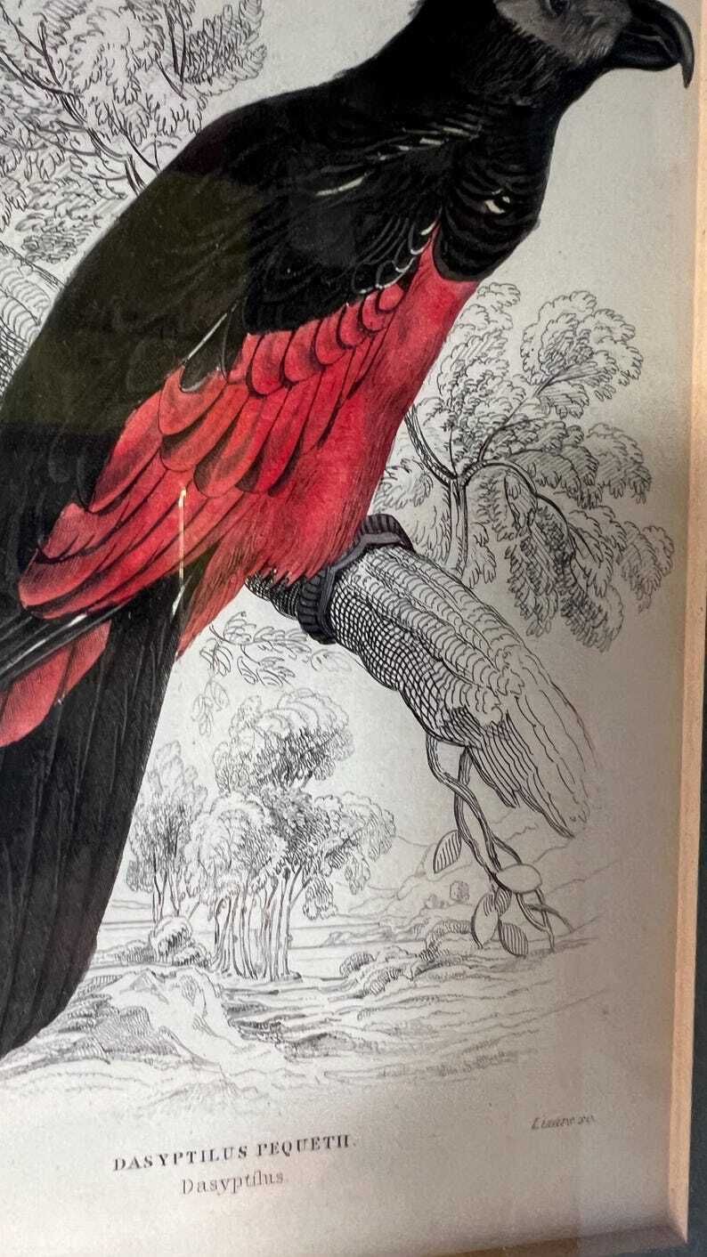 1853 Hand Coloured Antique Engraving After Edward Lear Illustration Of A Parrot photo 99.0