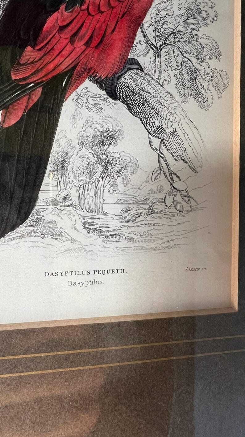 1853 Hand Coloured Antique Engraving After Edward Lear Illustration Of A Parrot photo vinterior