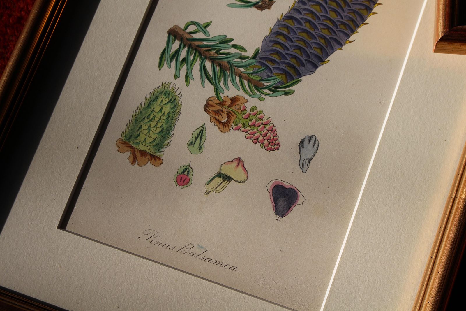 photo furniture 1850 12 Hand Coloured Botanical Plates From The American Practice Of Medicine