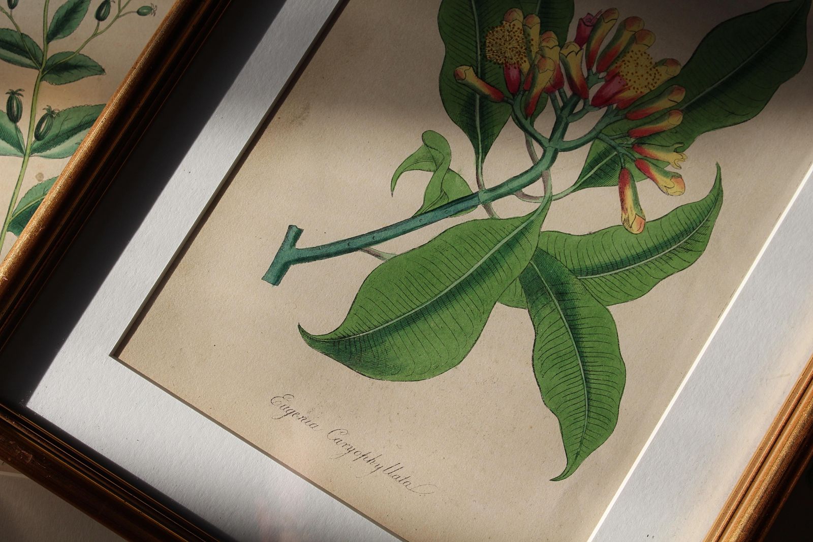 photo for sale 1850 12 Hand Coloured Botanical Plates From The American Practice Of Medicine