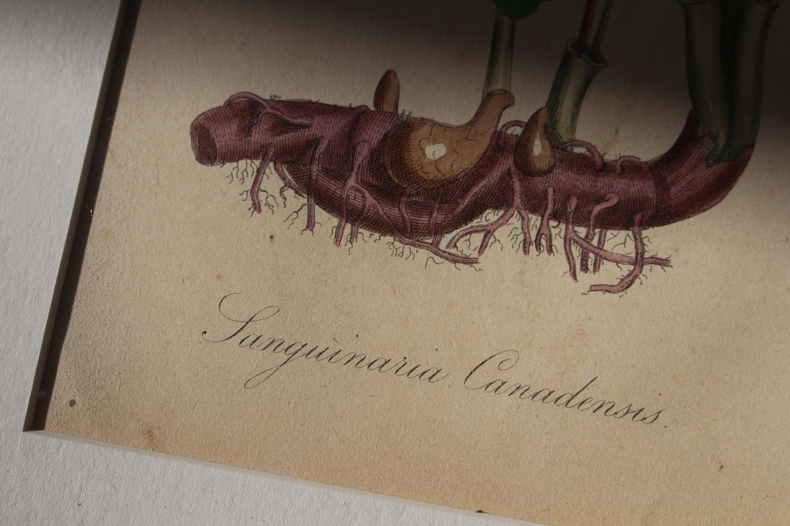 photo buy 1850 12 Hand Coloured Botanical Plates From The American Practice Of Medicine