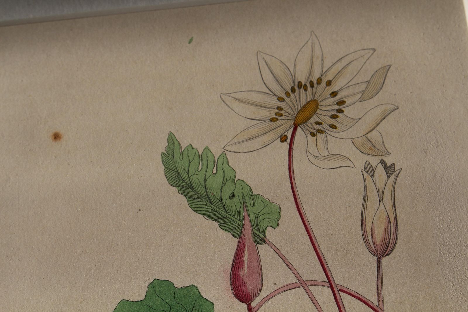 photo vintage 1850 12 Hand Coloured Botanical Plates From The American Practice Of Medicine