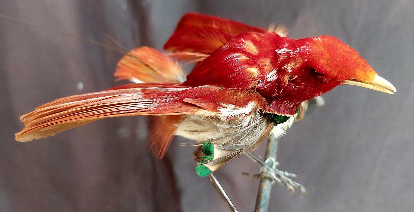 Taxidermy King Bird Of Paradise Mounted Stuffed photo Home Decor