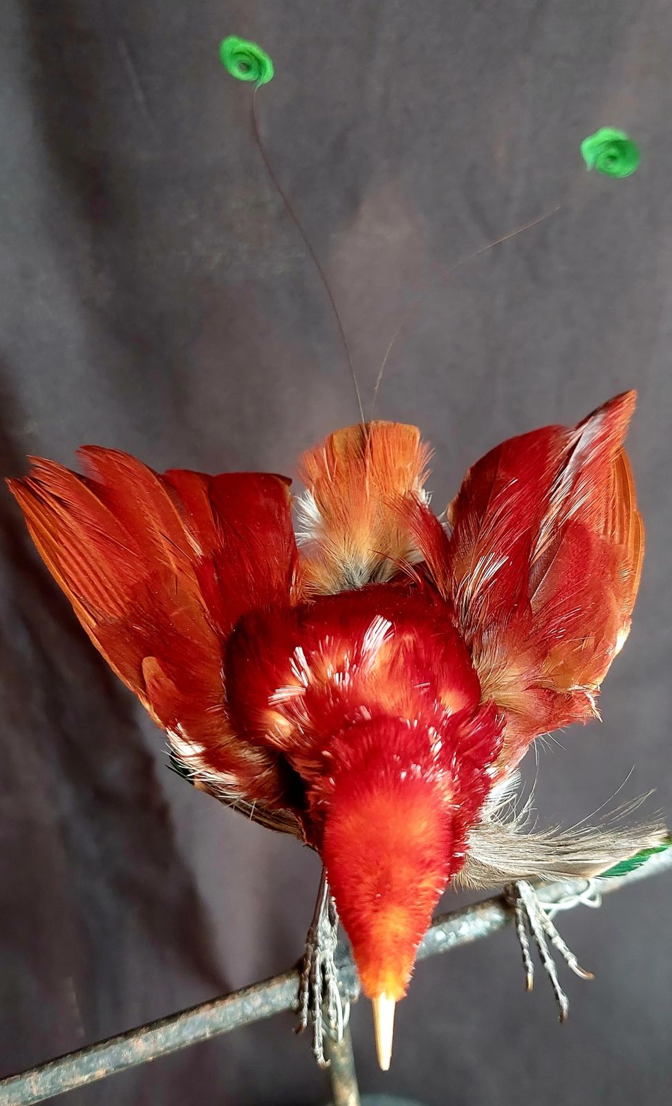 photo for sale Taxidermy King Bird Of Paradise Mounted Stuffed