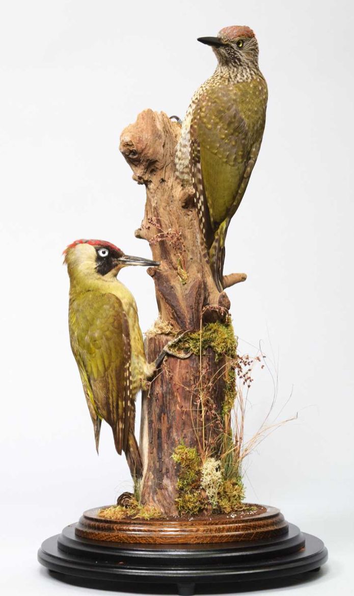 A Pair Of European Green Woodpeckers (Picus Viridis), By Dave Hornbrook photo furniture