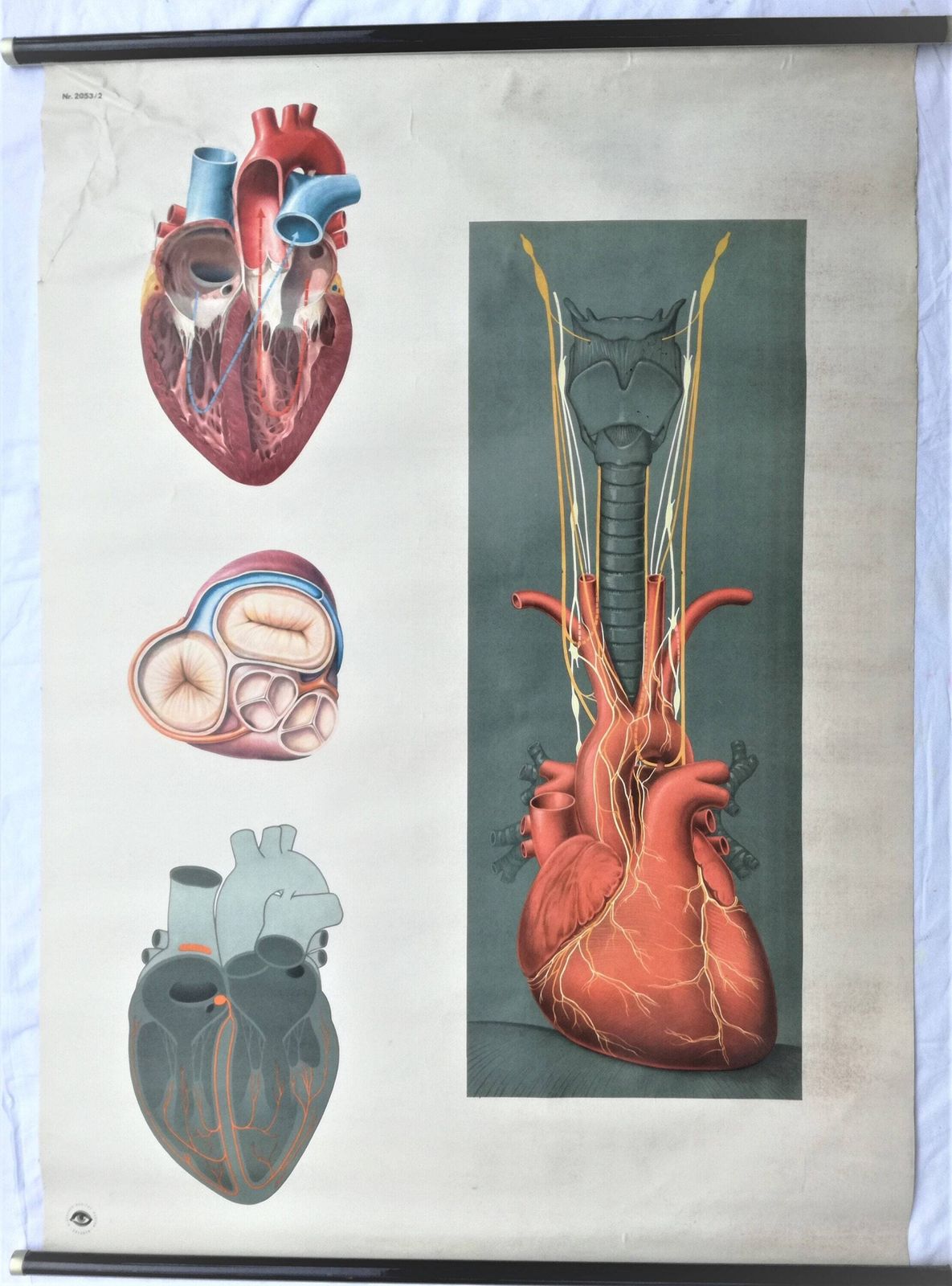 Vintage Heart Anatomy Poster / School Prop By Deutsches Hygiene Museum Dresden