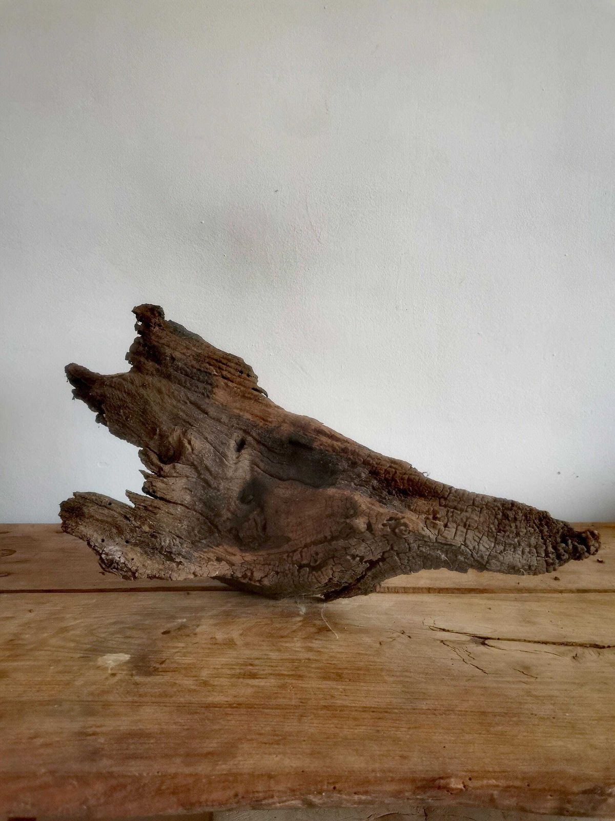 Wildcrafted Oak Driftwood Sculpture Naturally Formed Art From Zselic Starry Skies Forest, Hungary. Aged Wood, Stunning, Wild Boar & Reptile