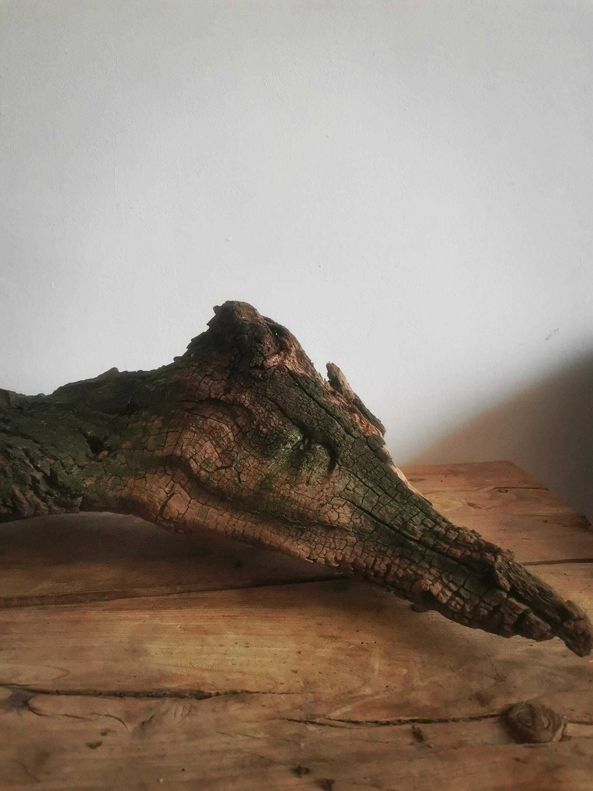 Wildcrafted Oak Driftwood Sculpture Naturally Formed Art From Zselic Starry Skies Forest, Hungary. Aged Wood, Stunning, Wild Boar & Reptile photo furniture