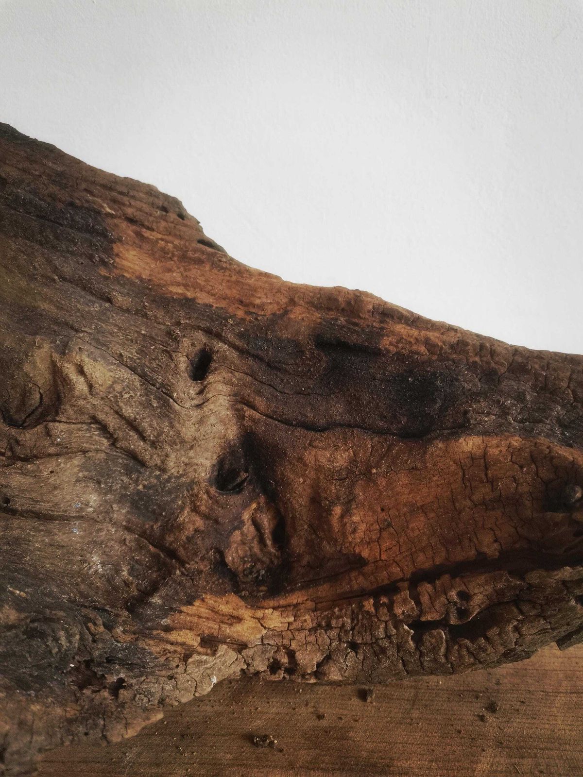 photo for sale Wildcrafted Oak Driftwood Sculpture Naturally Formed Art From Zselic Starry Skies Forest, Hungary. Aged Wood, Stunning, Wild Boar & Reptile