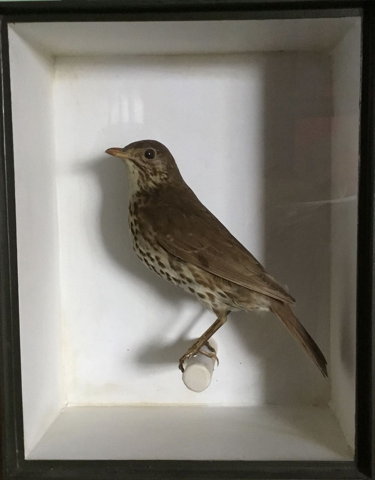 Taxidermy Song Thrush photo furniture