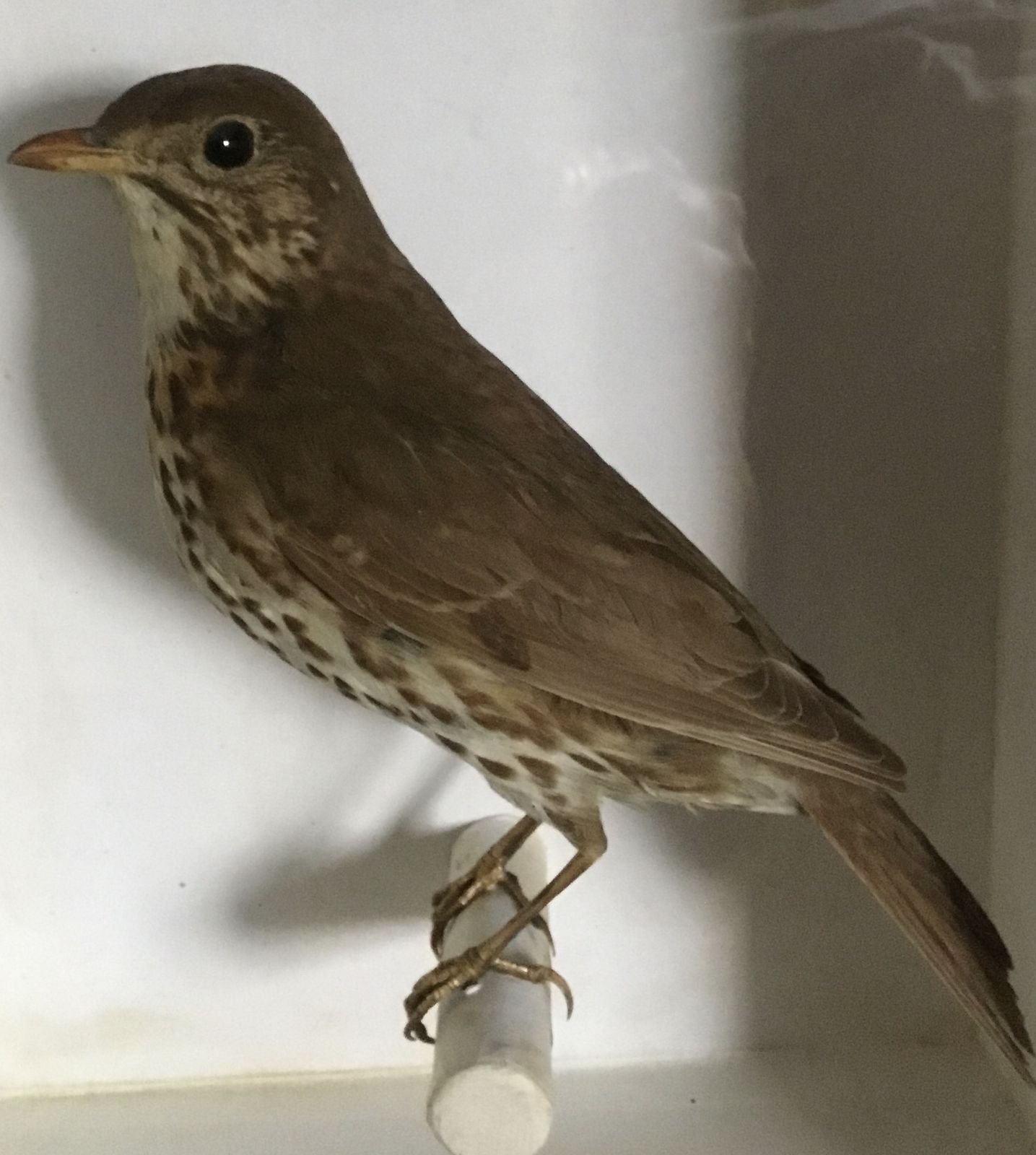 Taxidermy Song Thrush photo for sale