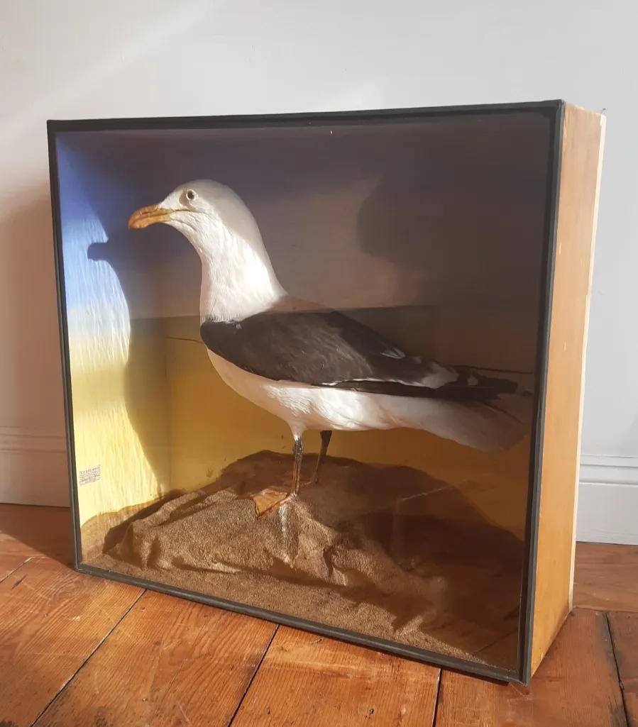photo furniture Antique Great Black Backed Gull Cornish Cased Large Magnificent Specimen Labels