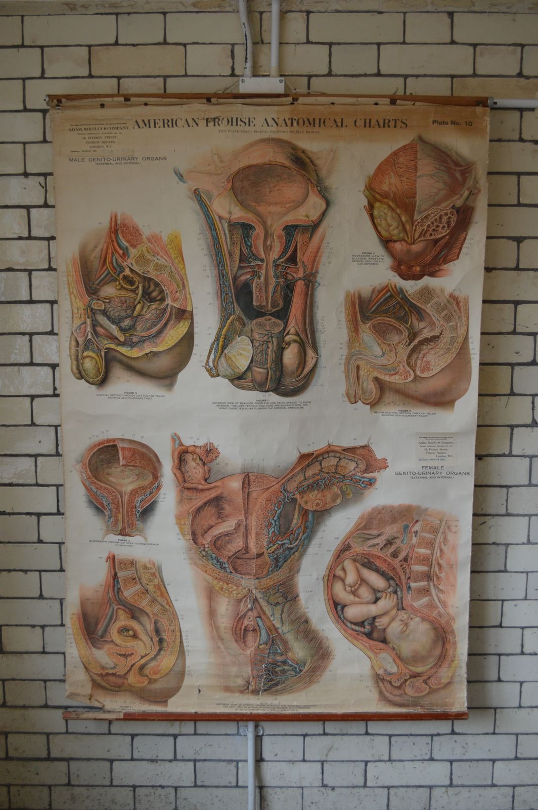 Early To Mid 20th Century Anatomical Chart, 10a And 10b