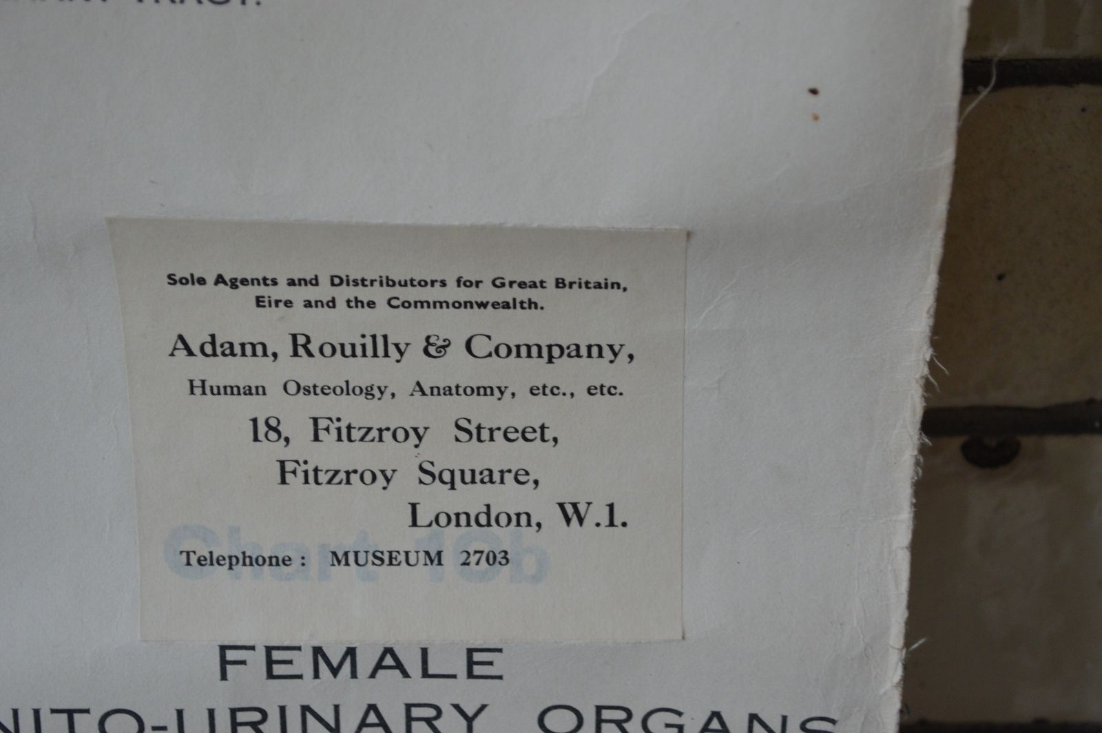Early To Mid 20th Century Anatomical Chart, 10a And 10b photo for sale