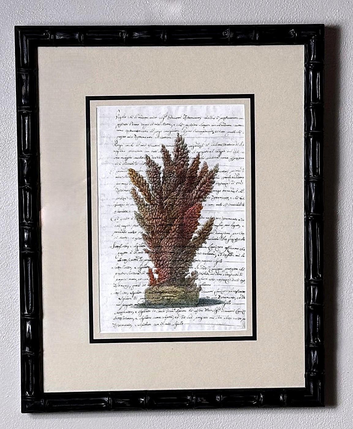 Pair “Faux Bamboo” Frames With Old Italian Shell Prints With Overwritten Text. photo 677.0
