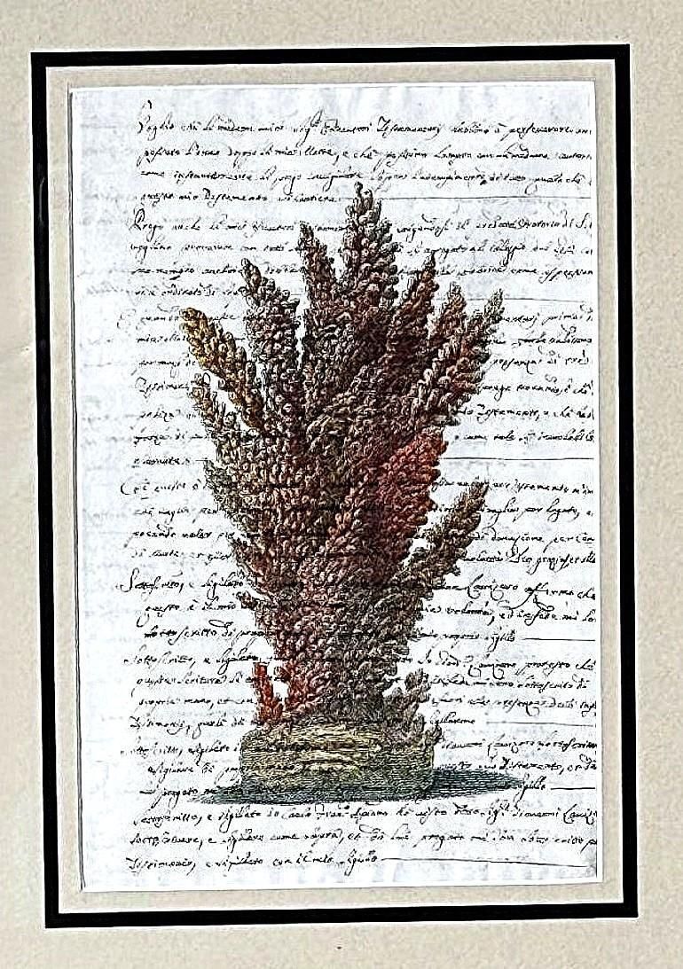 Pair “Faux Bamboo” Frames With Old Italian Shell Prints With Overwritten Text. photo vinterior