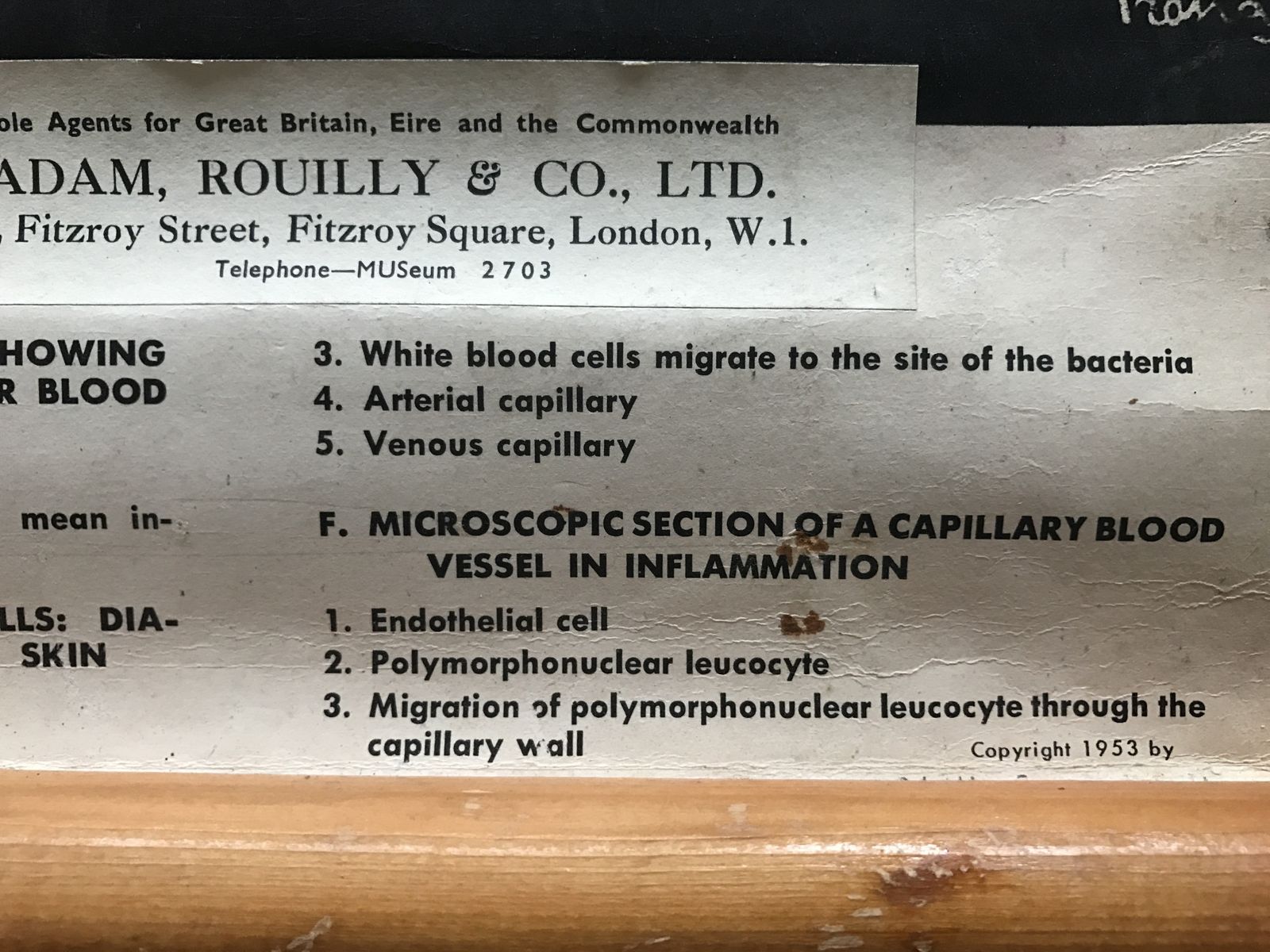 Early To Mid 20th Century Medical Anatomical Chart Showing Blood Cell Function photo for sale