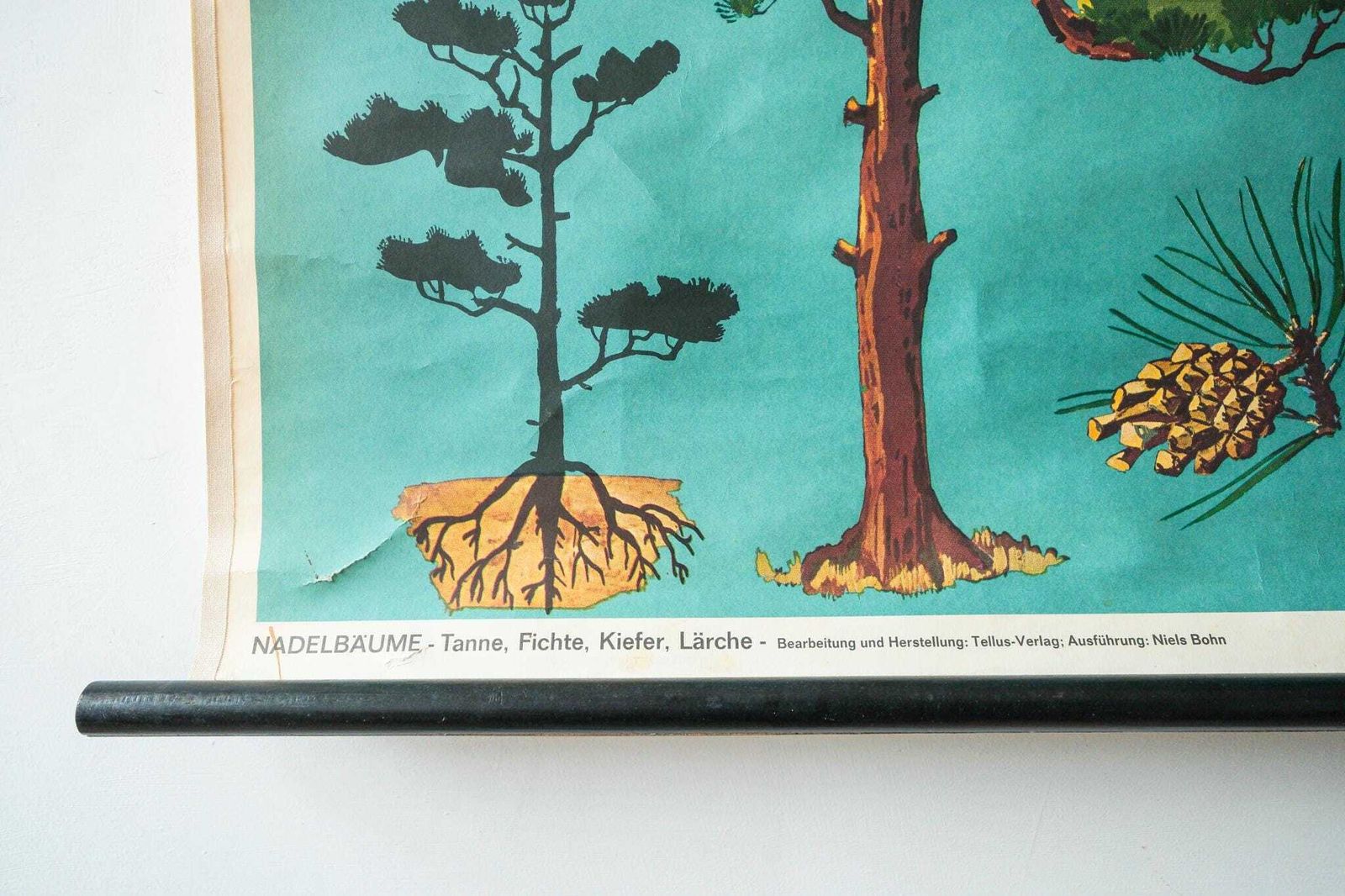 Original Botanical Vintage German School Wall Chart Conifer Trees Botany Beautiful Rare Beech Oak Linden Horse Chestnut Niels Bohn photo Art
