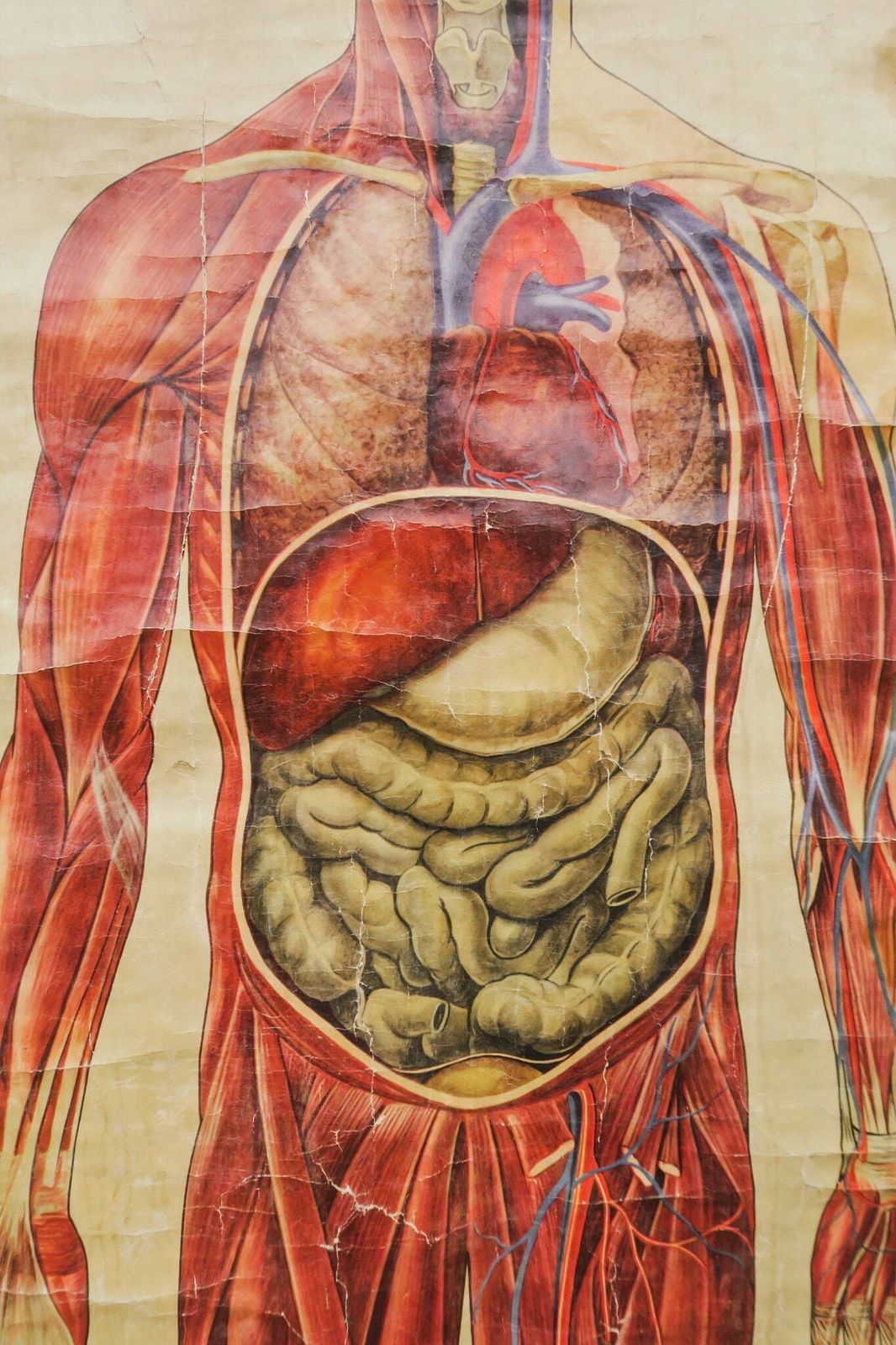 Original Anatomical Vintage Educational School Wall Chart Musculature Muscles St John's Ambulance Full Length Anatomy Science Beautiful Rare photo for sale