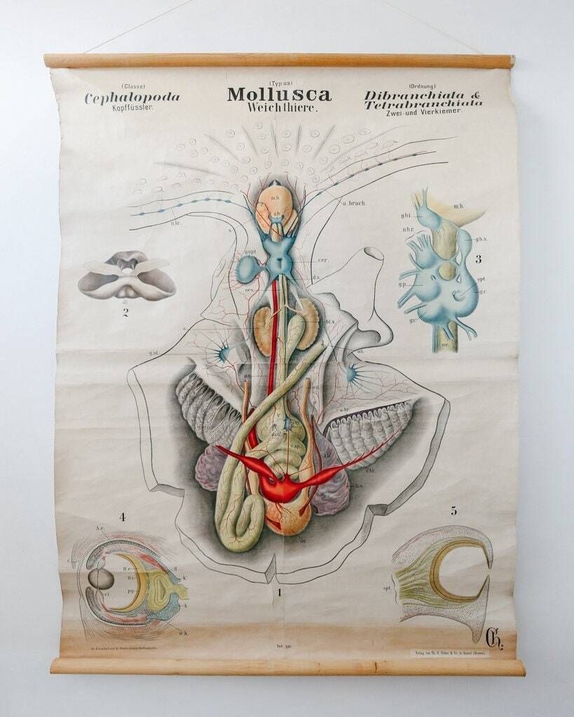 Original Antique Rudolf Leuckart Zoological Vintage German School Wall Chart Cephalopod Molluscs Zoology Beautiful Rare