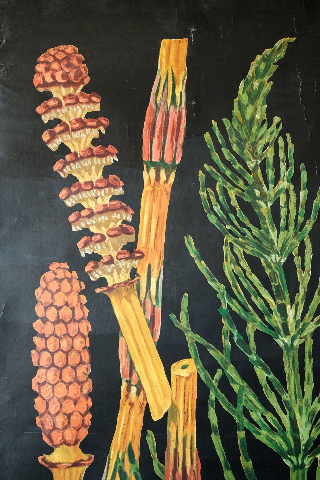 Original Botanical Vintage Antique German School Wall Chart Early Horsetail Botany Beautiful Rare Jung Koch Quentell photo Art