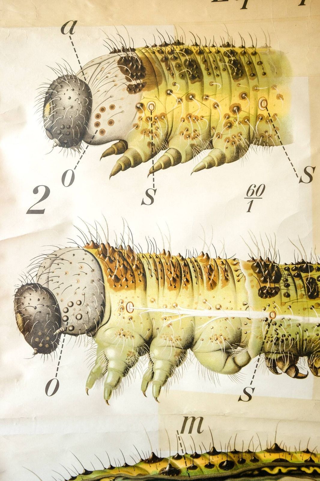 Original Zoological Vintage German School Wall Chart Salamander Natural History Biology Rare Paul Pfurtscheller photo Art