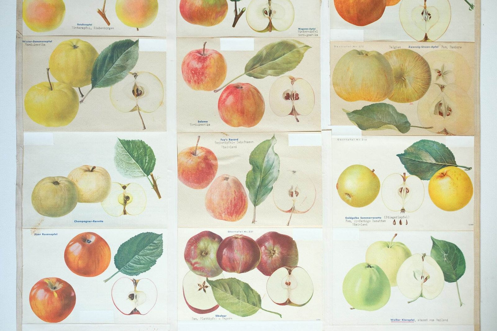 Original Botanical Vintage German School Wall Chart Apples Apple Varieties Botany Fruit Apple Beautiful Rare Plant photo for sale