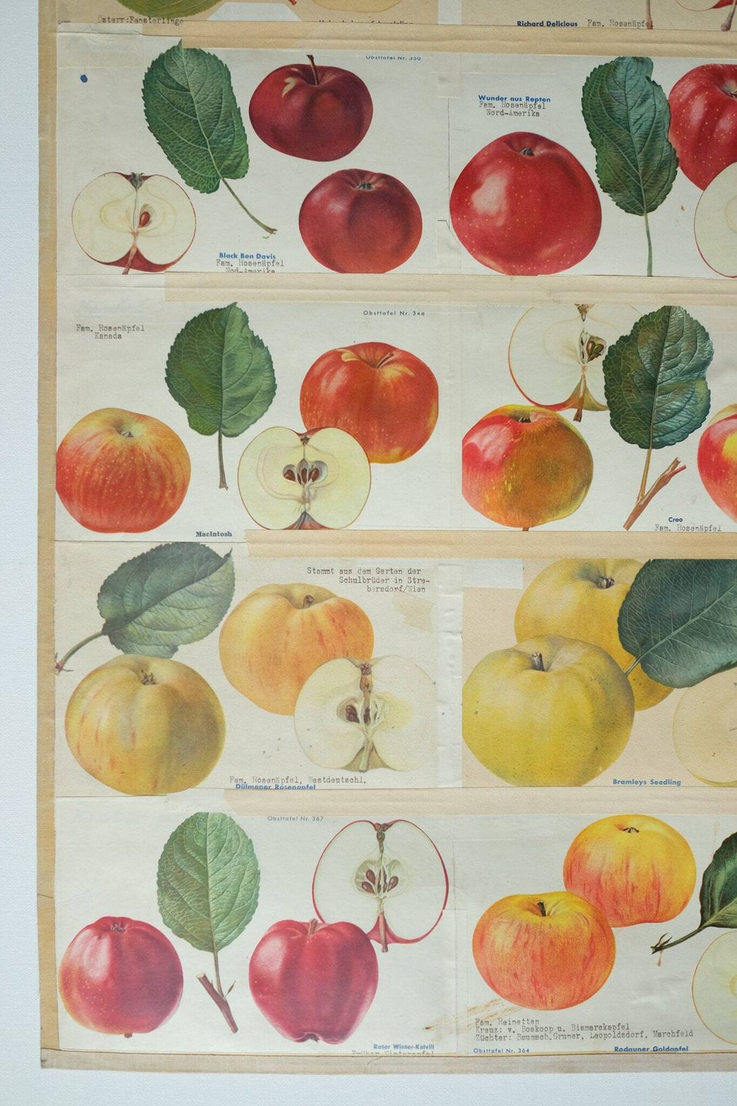 Original Botanical Vintage German School Wall Chart Apples Apple Varieties Botany Fruit Apple Beautiful Rare Plant photo vinterior