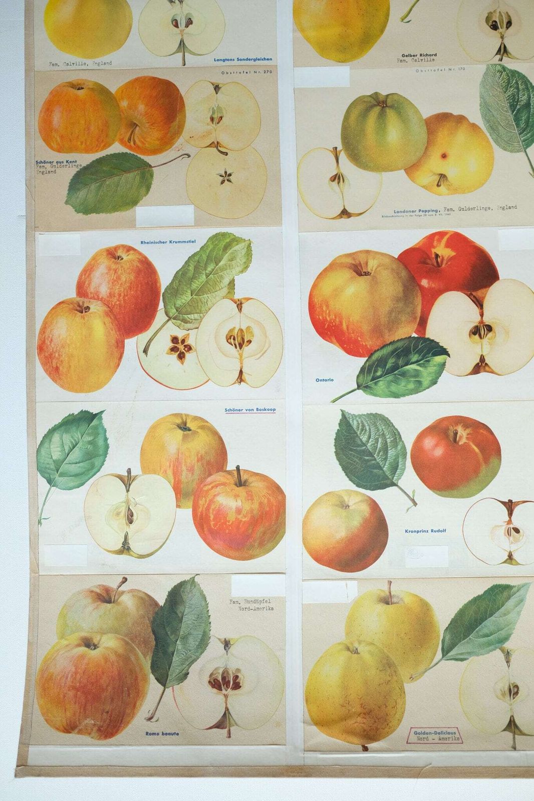 Original Botanical Vintage German School Wall Chart Apples Apple Varieties Botany Fruit Apple Beautiful Rare Plant photo 141.0