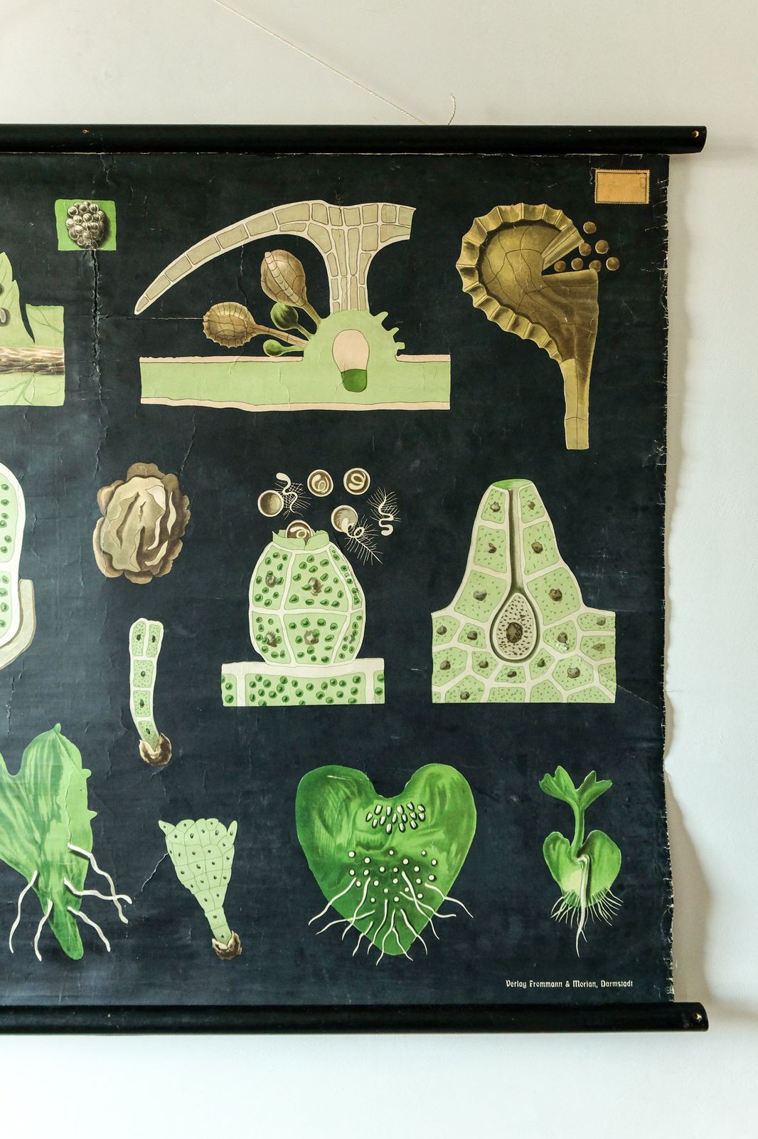 Original First Edition Botanical Vintage German School Wall Chart Fern Botany Beautiful Rare Jung Koch Quentell photo for sale