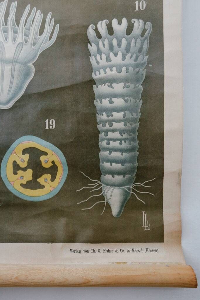 Original Antique Rudolf Leuckart Zoological Vintage German School Wall Chart Coelenterata Hohlthiere Jellyfish Zoology Beautiful Rare photo 445.0