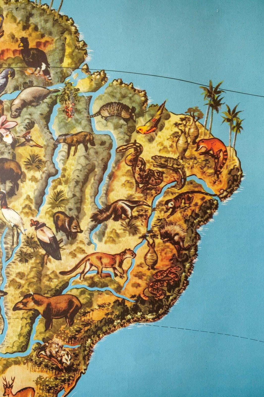 Original Vintage Mid Century German Educational School Wall Chart South America Map Wildlife Quirky Geography Beautiful Rare Westermann photo 288.0