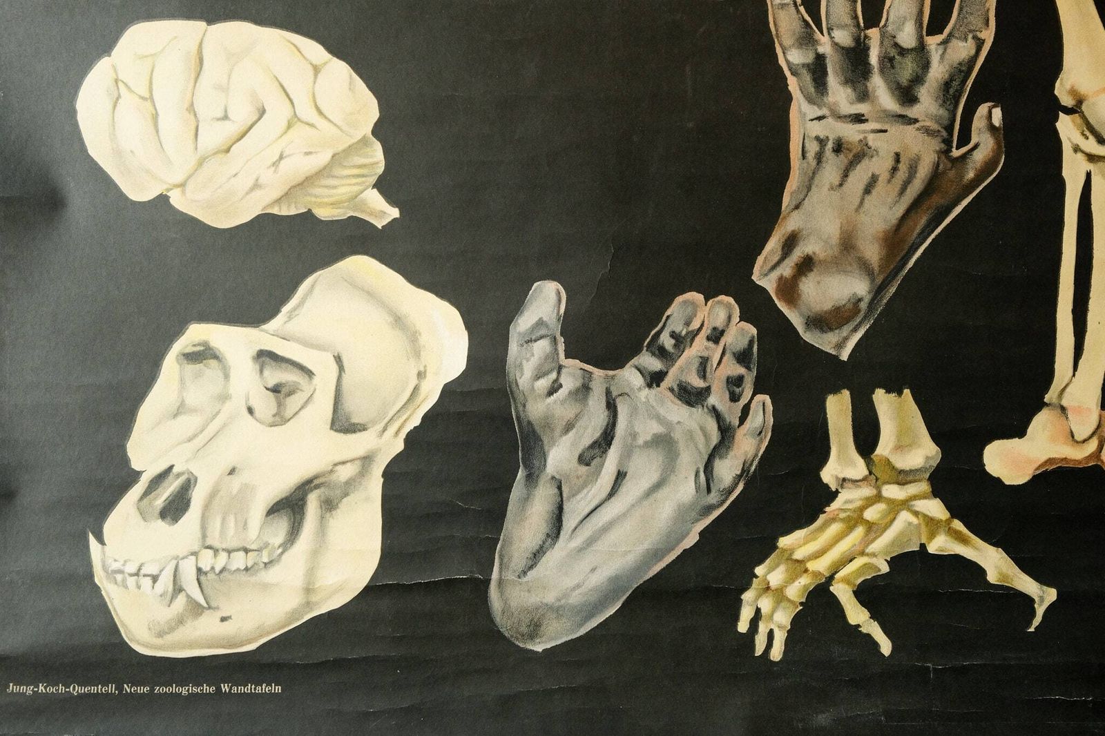Original Zoological Vintage German School Wall Chart Gorilla Monkey Study Anatomy Zoology Beautiful Rare Jung Koch Quentell photo Art