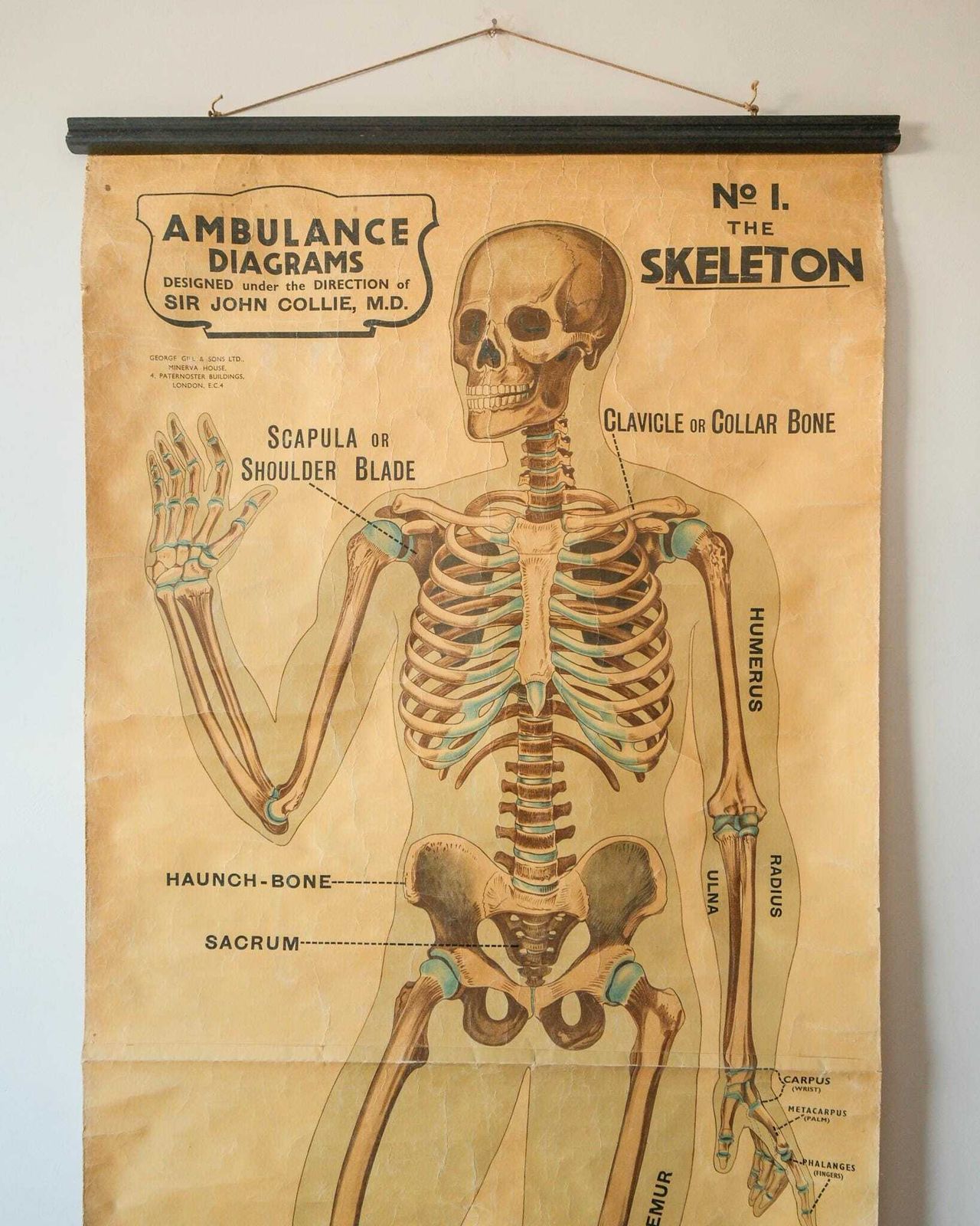 Original Anatomical Vintage British Educational School Wall Chart Human Skeleton John Collie Full Length Anatomy Science Beautiful Rare photo furniture