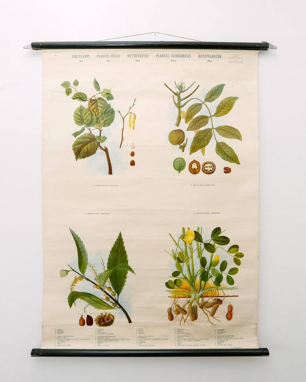 Original Botanical Vintage Mid Century Swedish School Wall Chart Plants Spices Flowers Woodland Botany Beautiful Rare