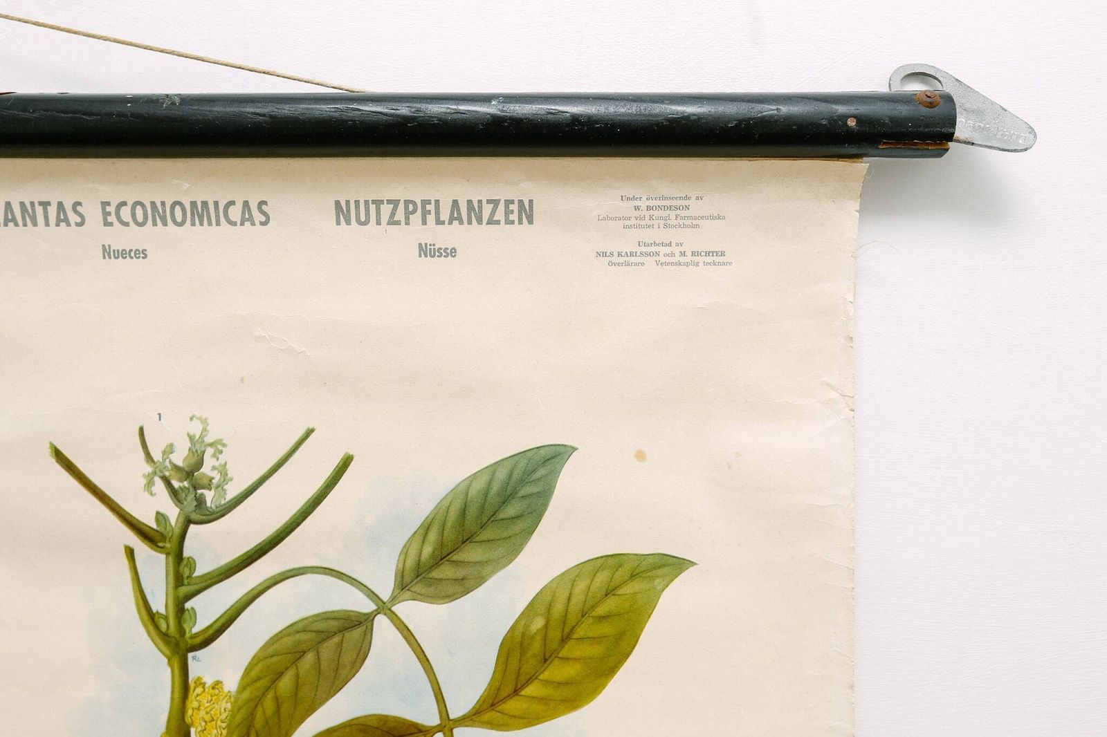 Original Botanical Vintage Mid Century Swedish School Wall Chart Plants Spices Flowers Woodland Botany Beautiful Rare photo Art