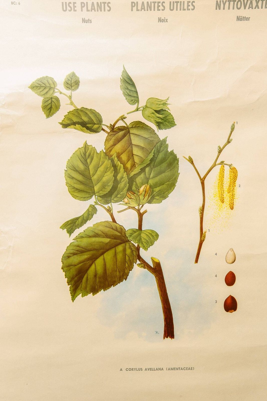 Original Botanical Vintage Mid Century Swedish School Wall Chart Plants Spices Flowers Woodland Botany Beautiful Rare photo buy