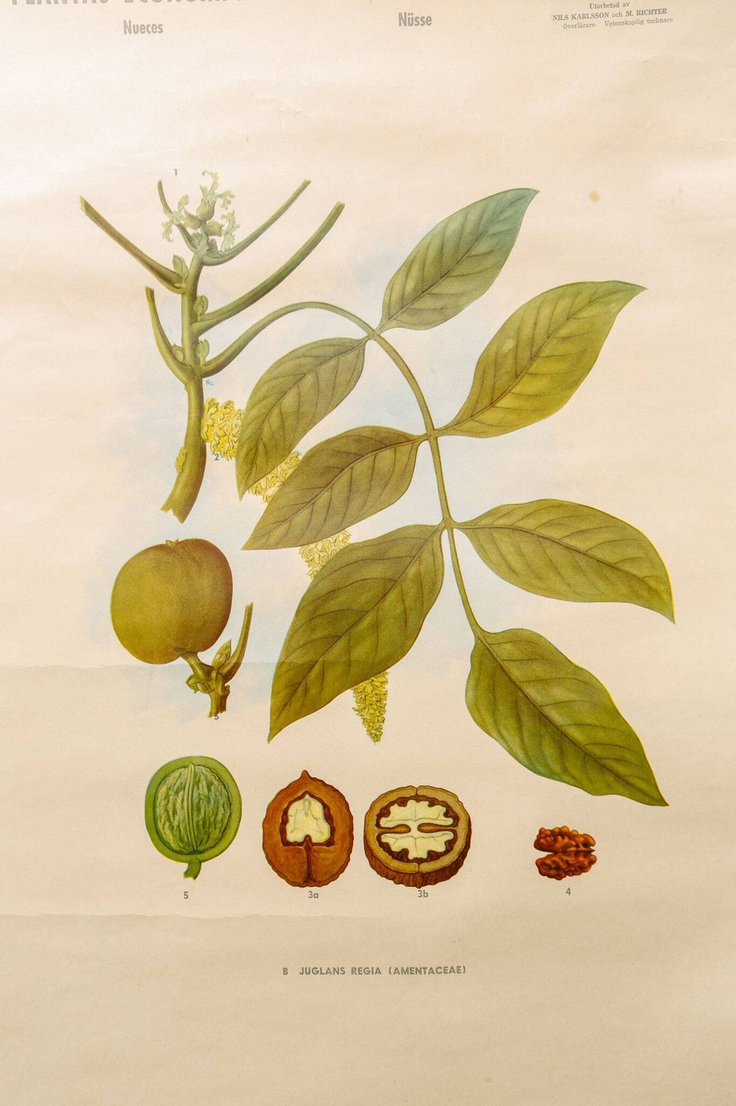 Original Botanical Vintage Mid Century Swedish School Wall Chart Plants Spices Flowers Woodland Botany Beautiful Rare photo vintage