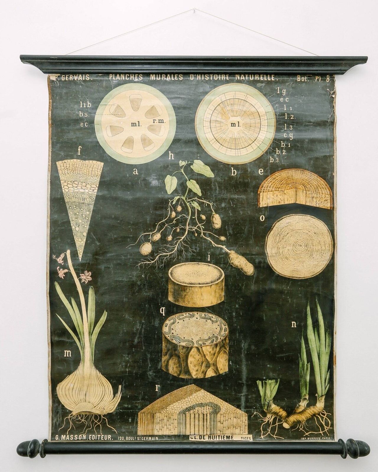 Late 19th Century Original Botanical Vintage French School Wall Chart Roots Botany Plant Beautiful Rare Paul Gervais