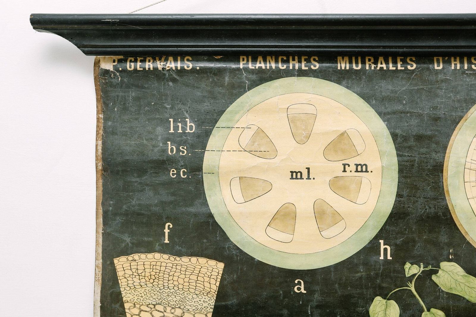 Late 19th Century Original Botanical Vintage French School Wall Chart Roots Botany Plant Beautiful Rare Paul Gervais photo vintage