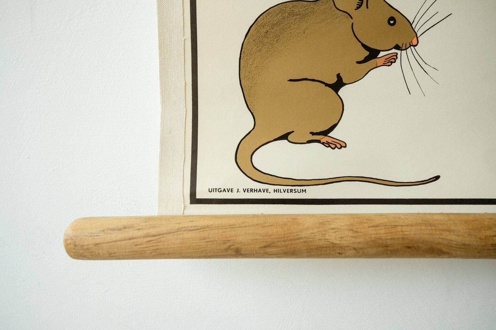 Original Zoological Biological Genetic Dominance Vintage German School Wall Chart Rat Zoology Beautiful Rare Verhave Hilversum photo Art
