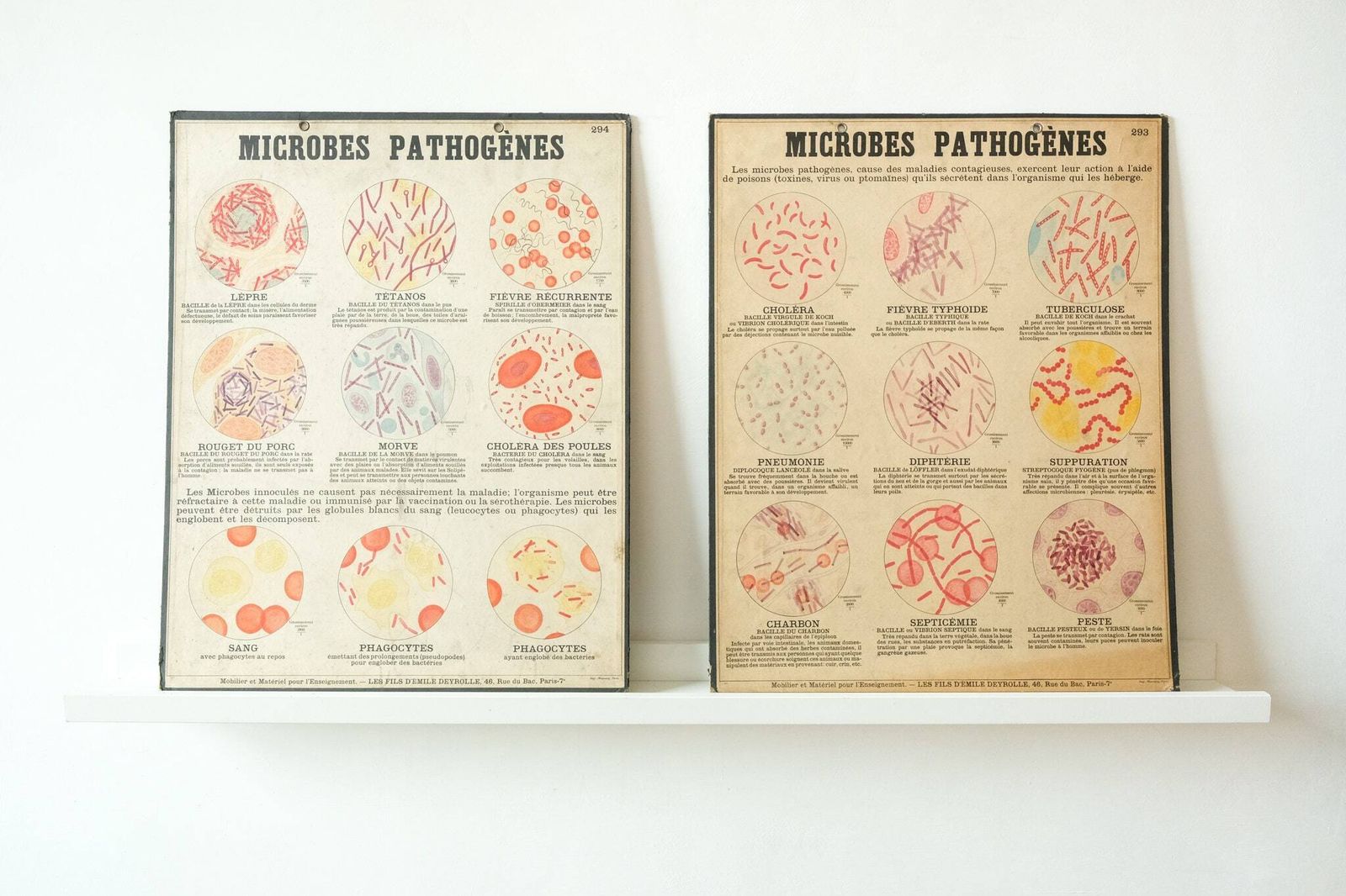Four Original Anatomical Vintage Antique French School Teaching Plates Bacteria Microbes Pathogens Beautiful Rare Emile Deyrolle