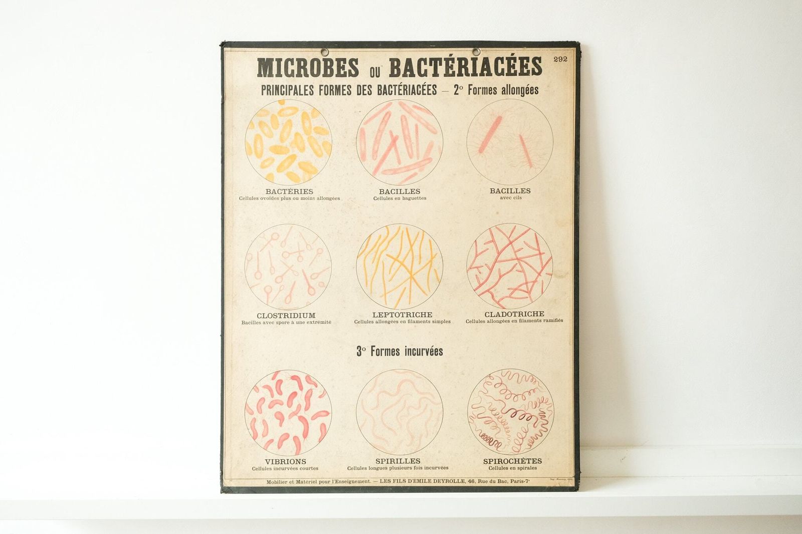 Four Original Anatomical Vintage Antique French School Teaching Plates Bacteria Microbes Pathogens Beautiful Rare Emile Deyrolle photo 1040.0