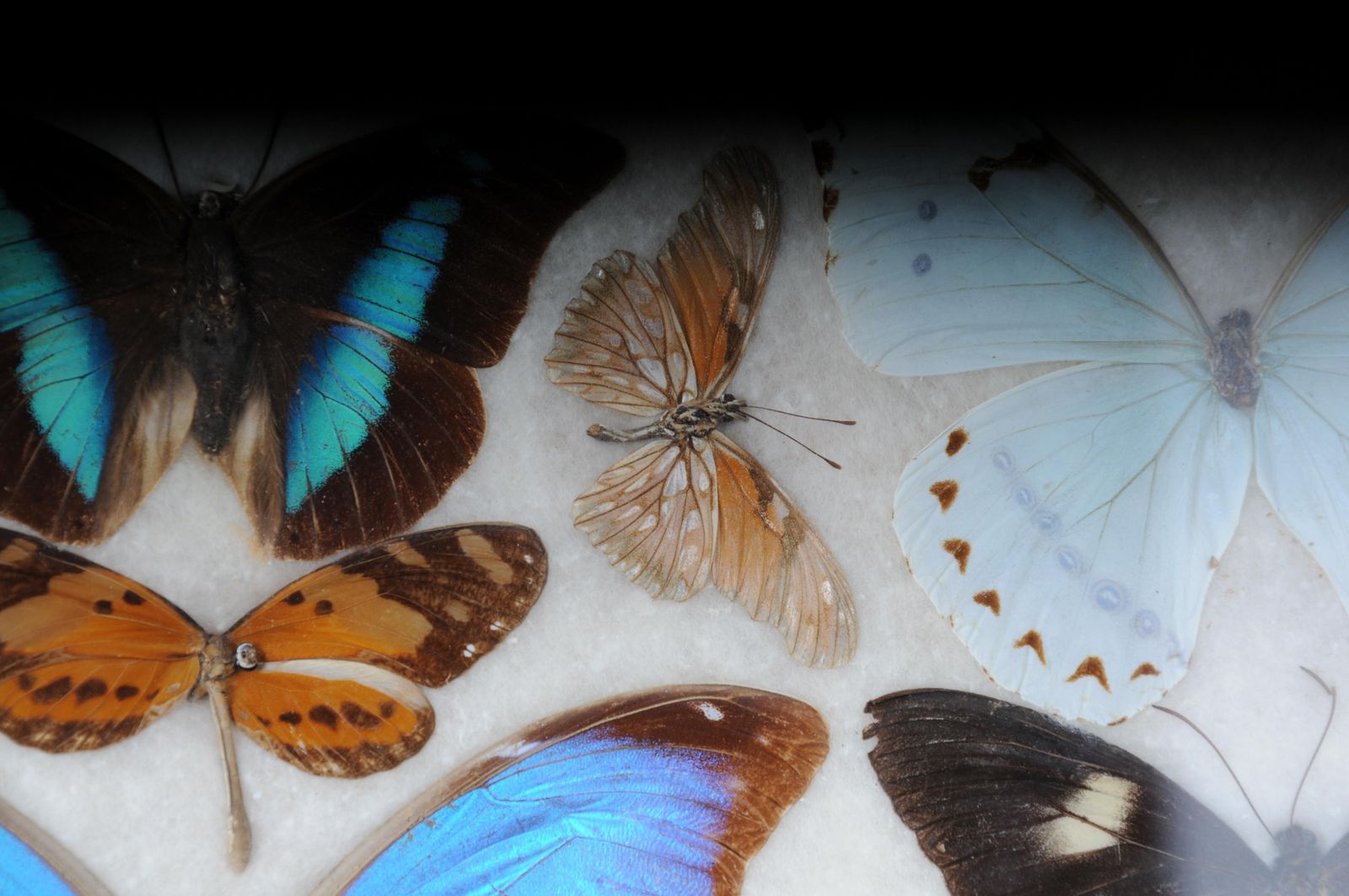Home Decor Curious Antique Tray With Real Butterfly Specimens. Very Rare photo