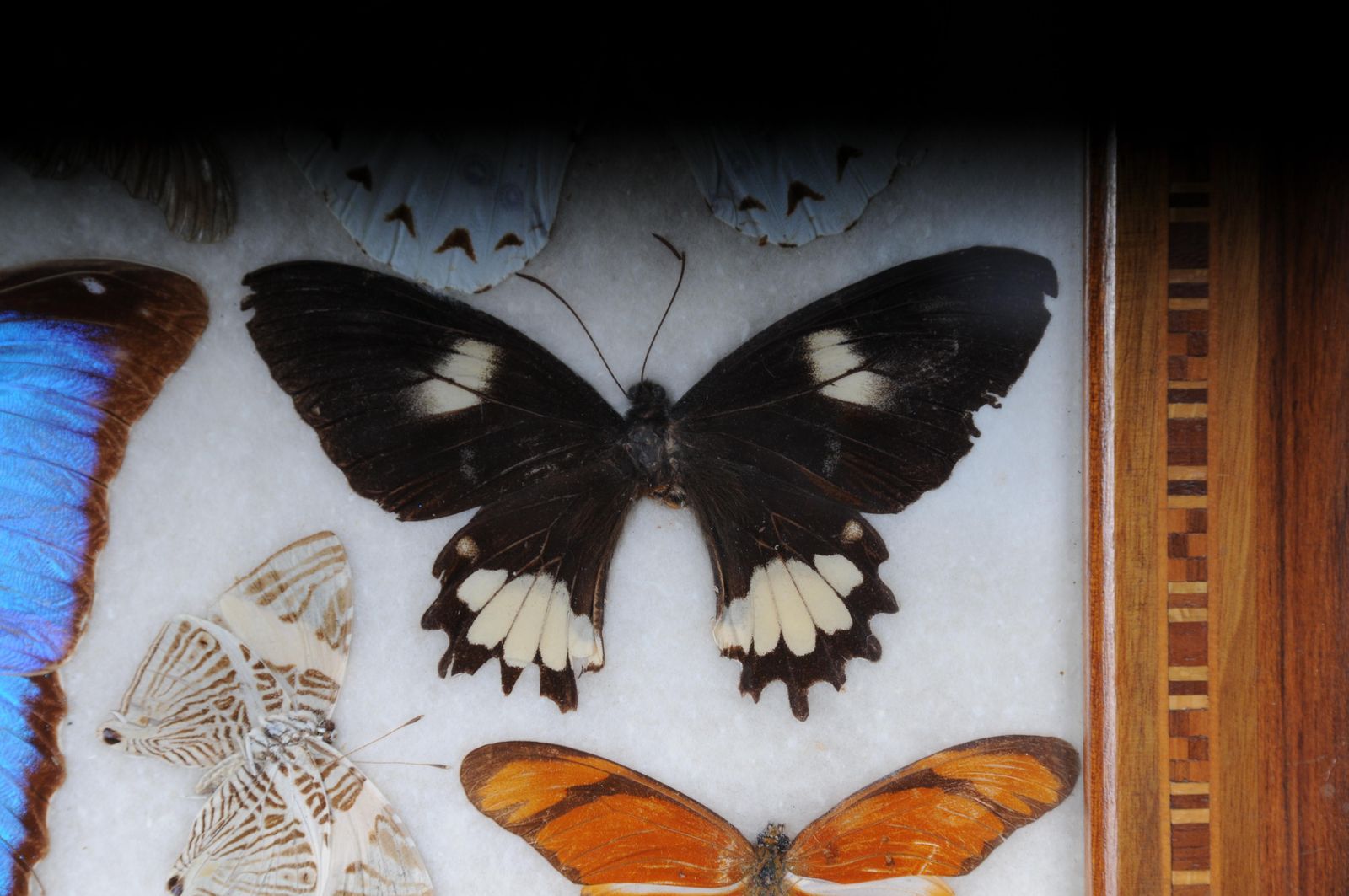 751.0 Curious Antique Tray With Real Butterfly Specimens. Very Rare photo